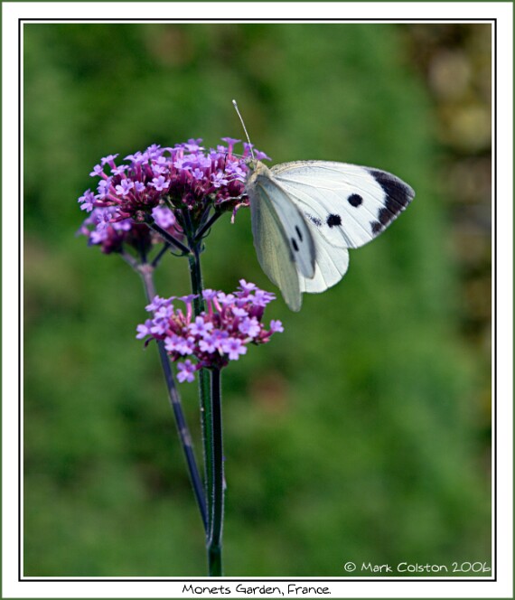 Butterfly Monets Garden